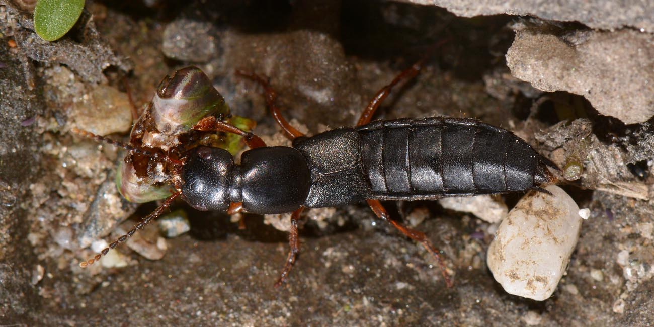 Ocypus brunnipes